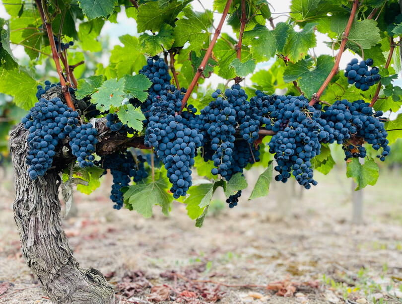 Grapes in a vineyard