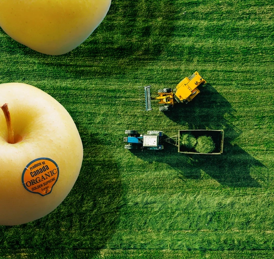 Overhead shot of a field with tractors, with oversized (not-to-scale) apples on the left