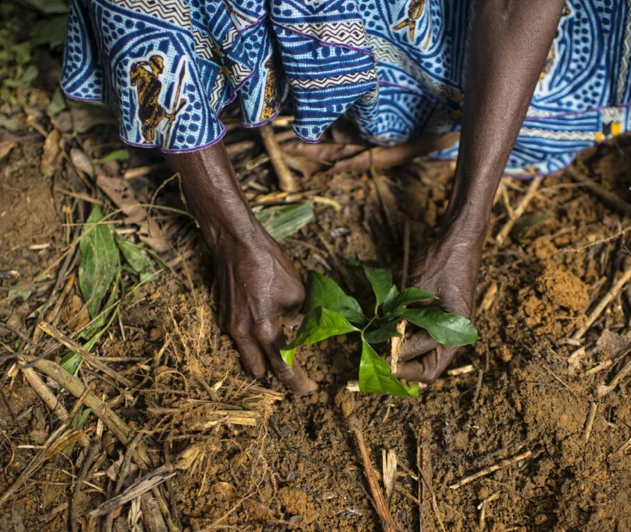 Overhead shot of a person's hands cradling a small plant in the ground