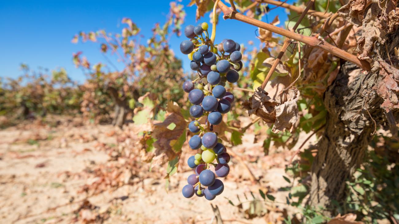 Grapes on a vine in a dried-out vineyard