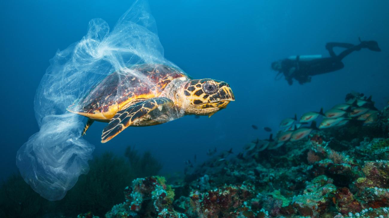 A turtle caught in plastic, swimming in the ocean