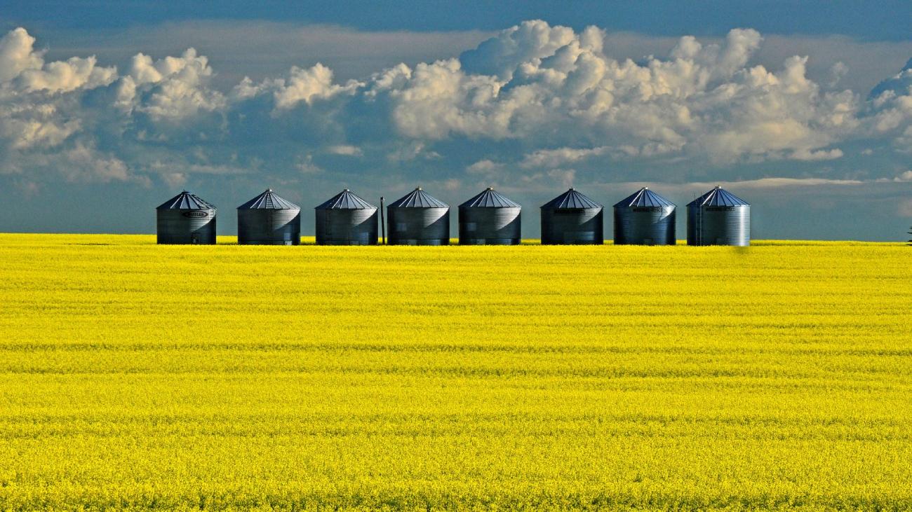 grain silos in yellow canola fields