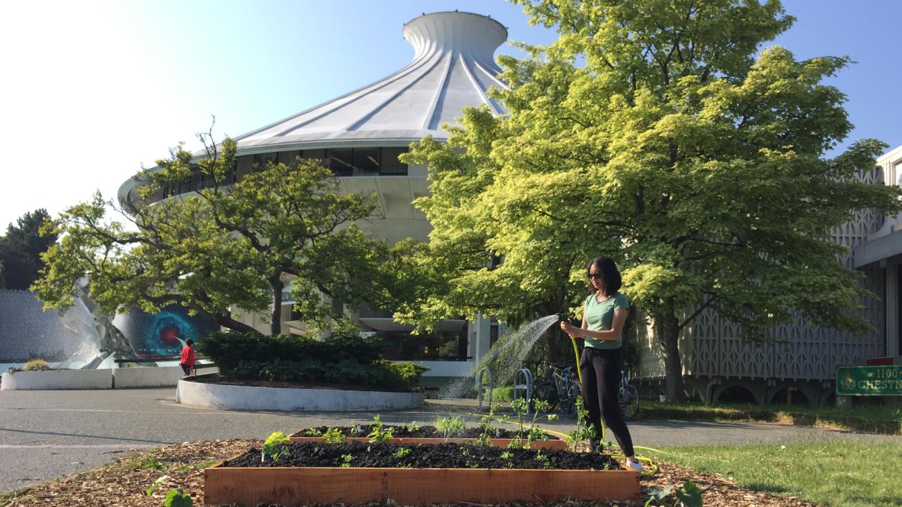 A UBC student waters a garden outside the Museum of Vancouver on a sunny day