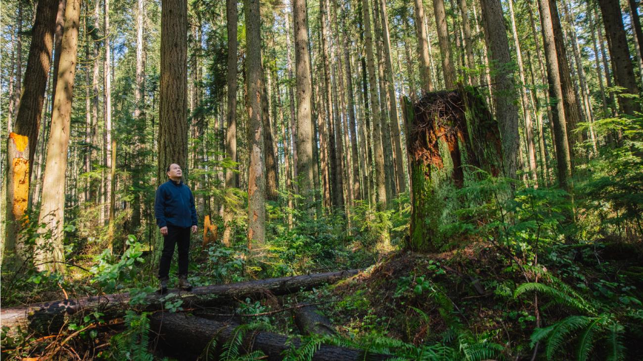 Professor Guangyu Wang standing in a forest, looking up at the trees