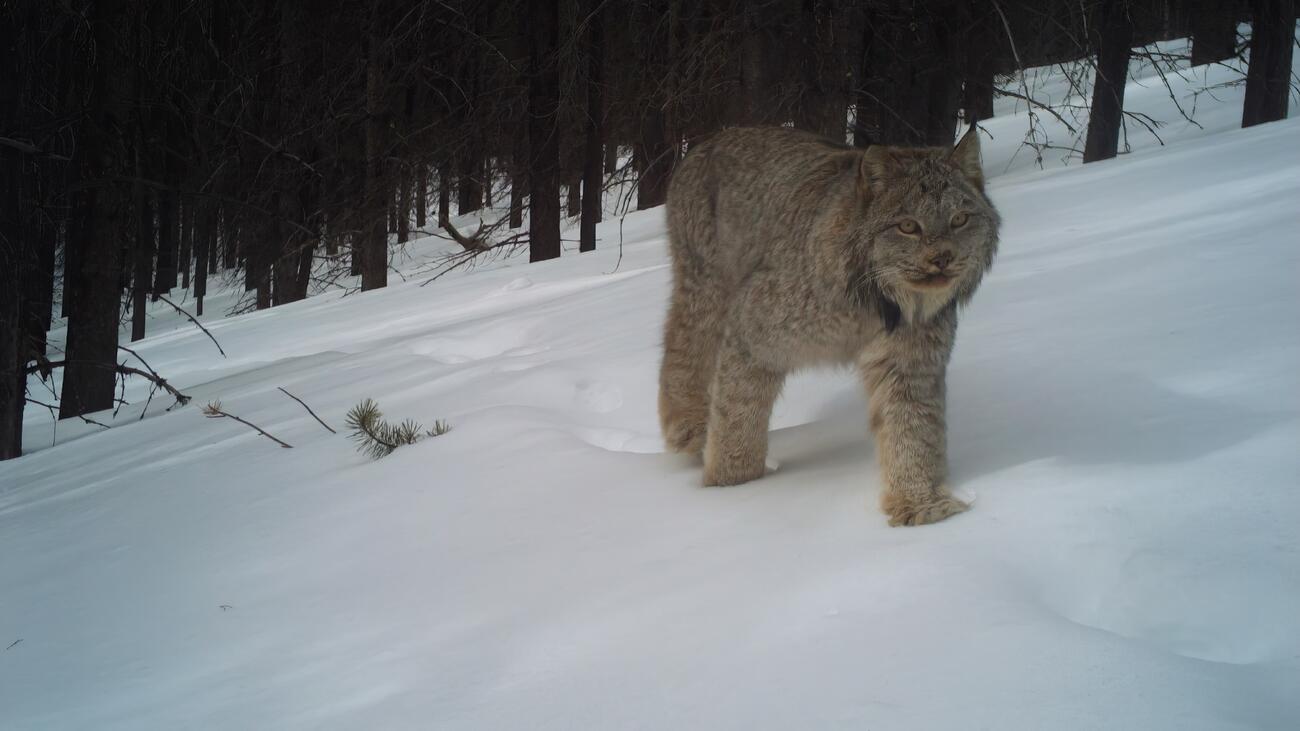 Lynx walking through snowy forest