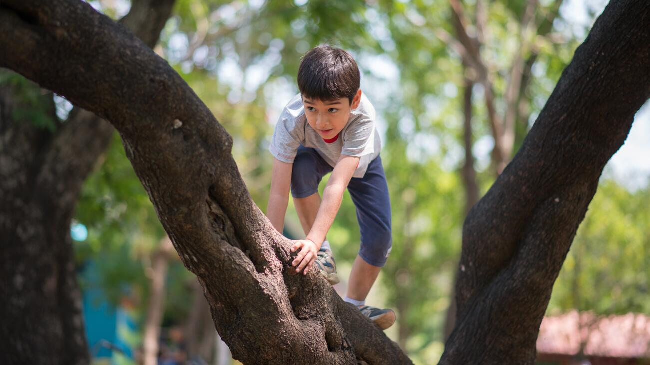 Boy climbing tree