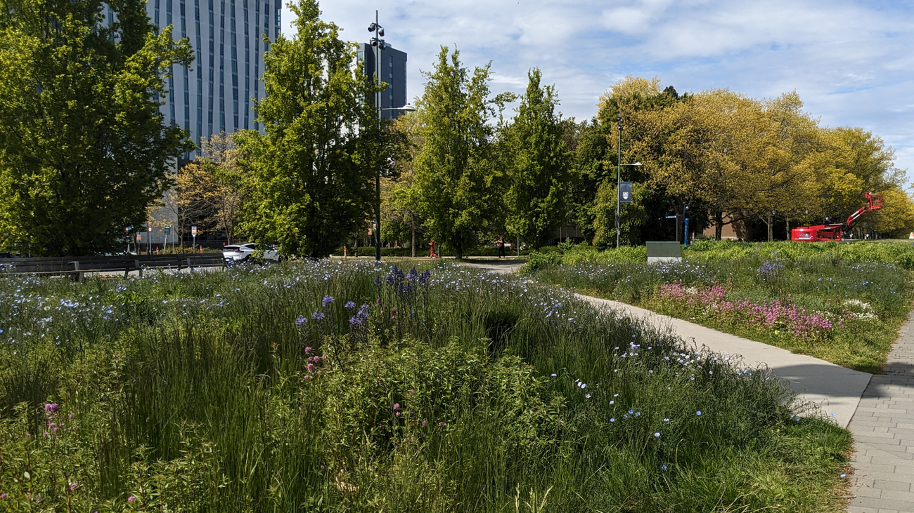 Boulevard with plants and tall grasses