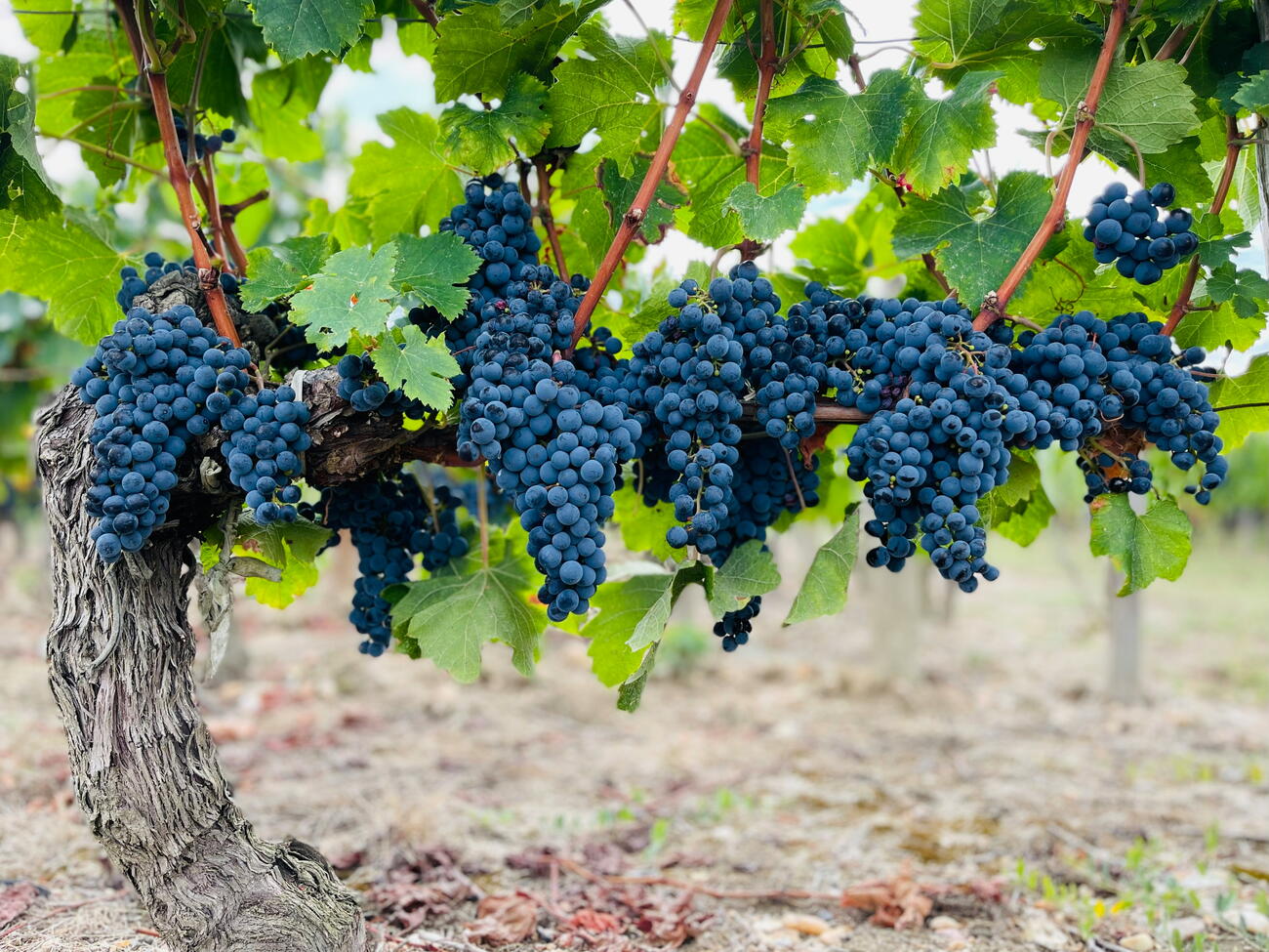 Grapes in a vineyard