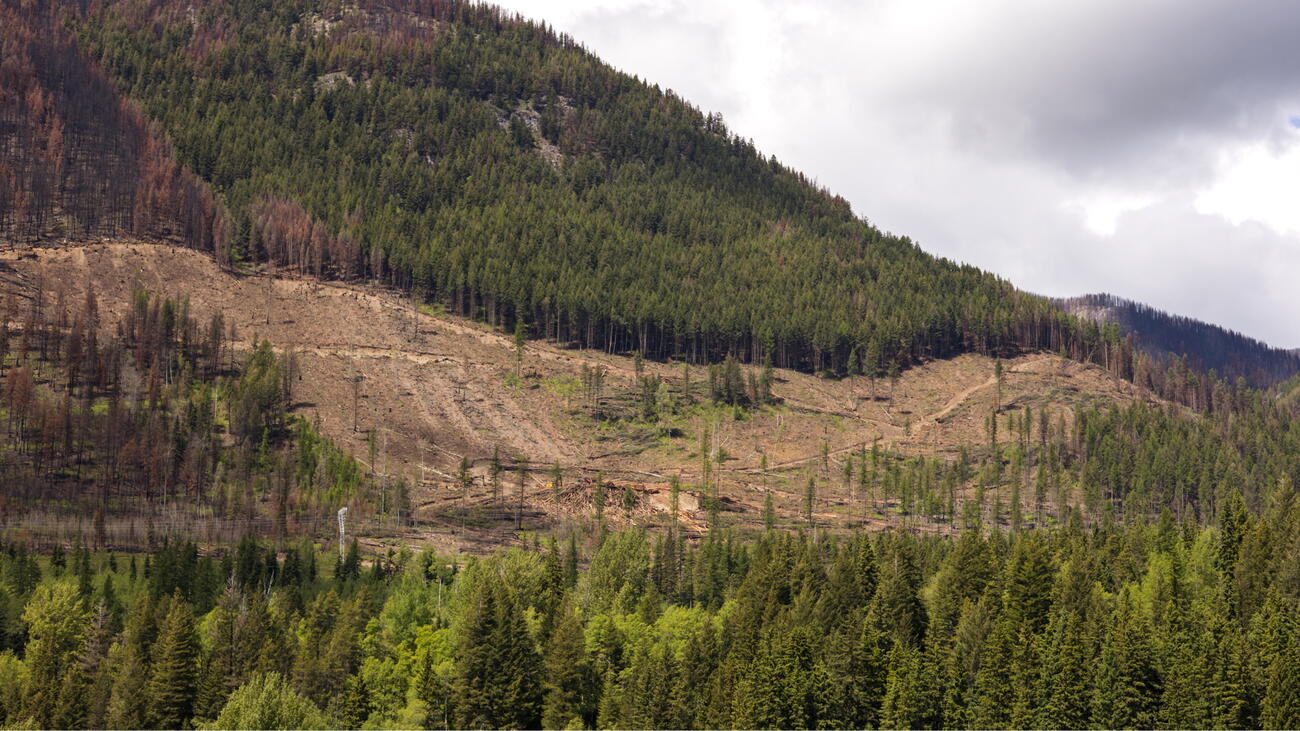 Forested mountainside divided in half by clear-cut swath 