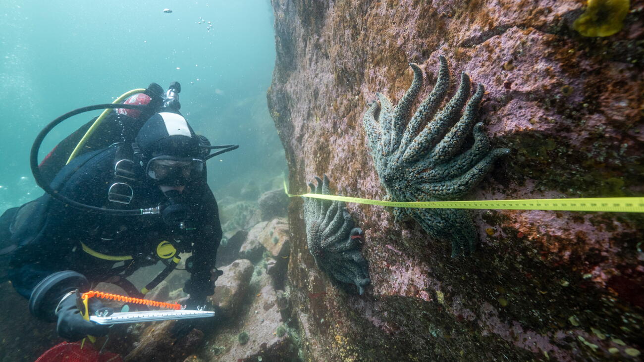 Scuba diver floats near measuring tape over sea stars on rock