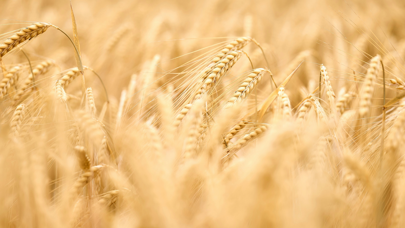 Close-up of wheat crop growing in a field