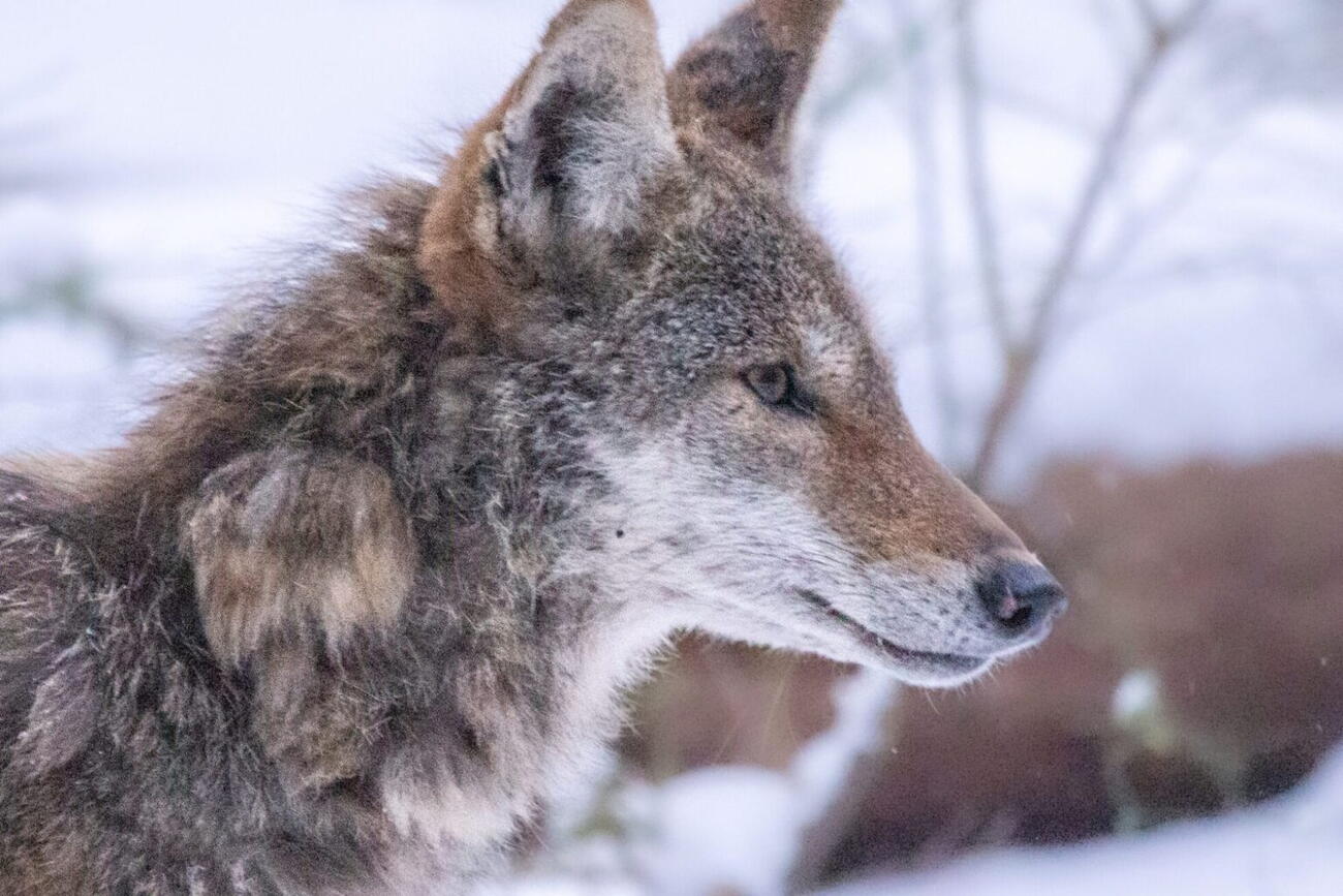 Profile of coyote