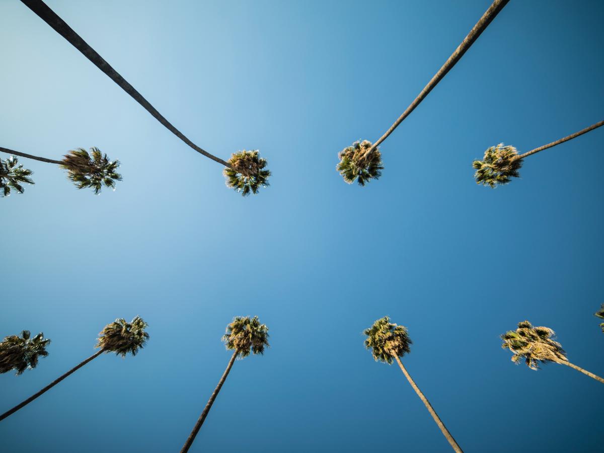 Shot of palm trees and the blue sky, looking up