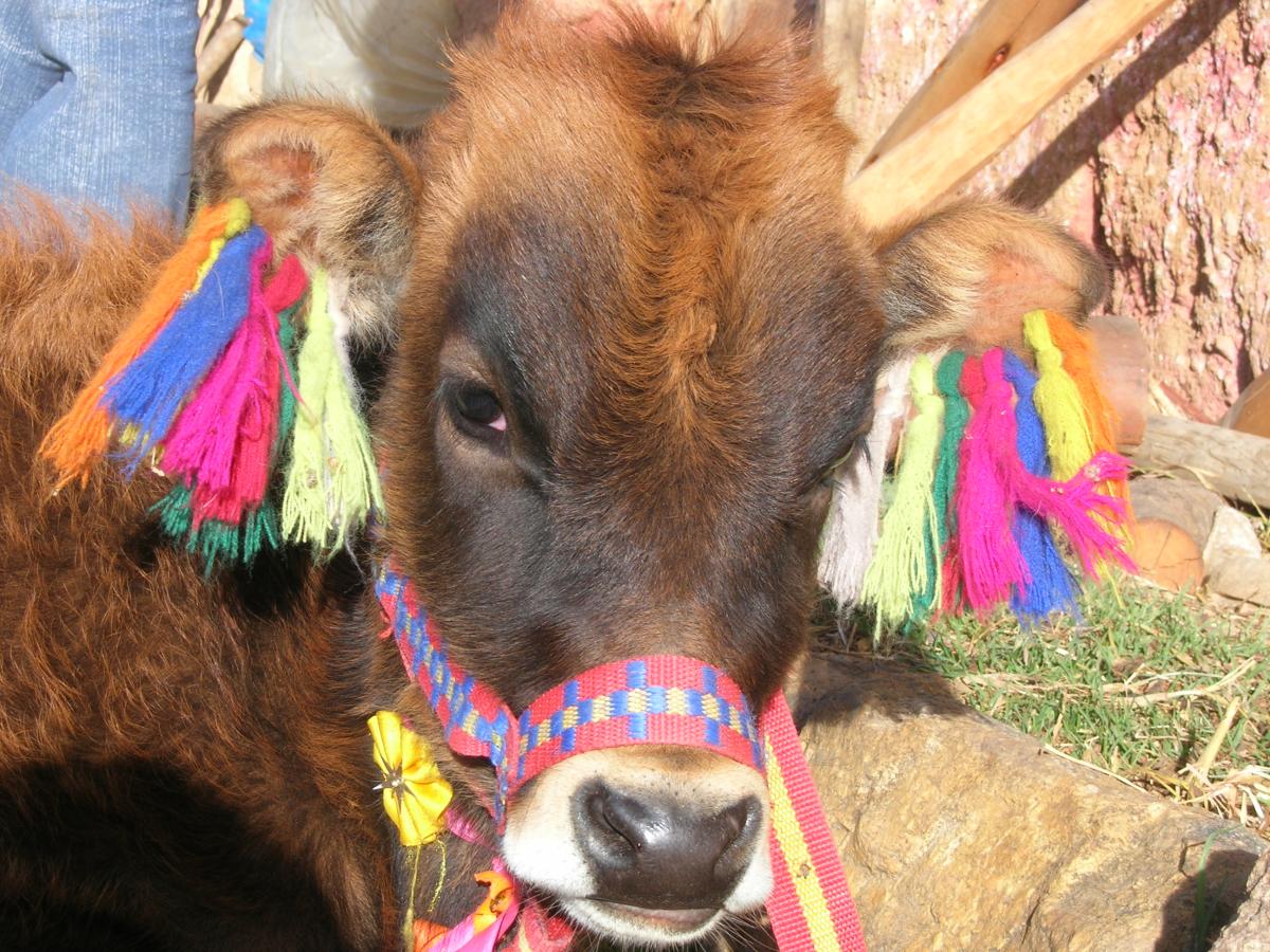 Close-up shot of a cow decorated with colourful tassels and harness