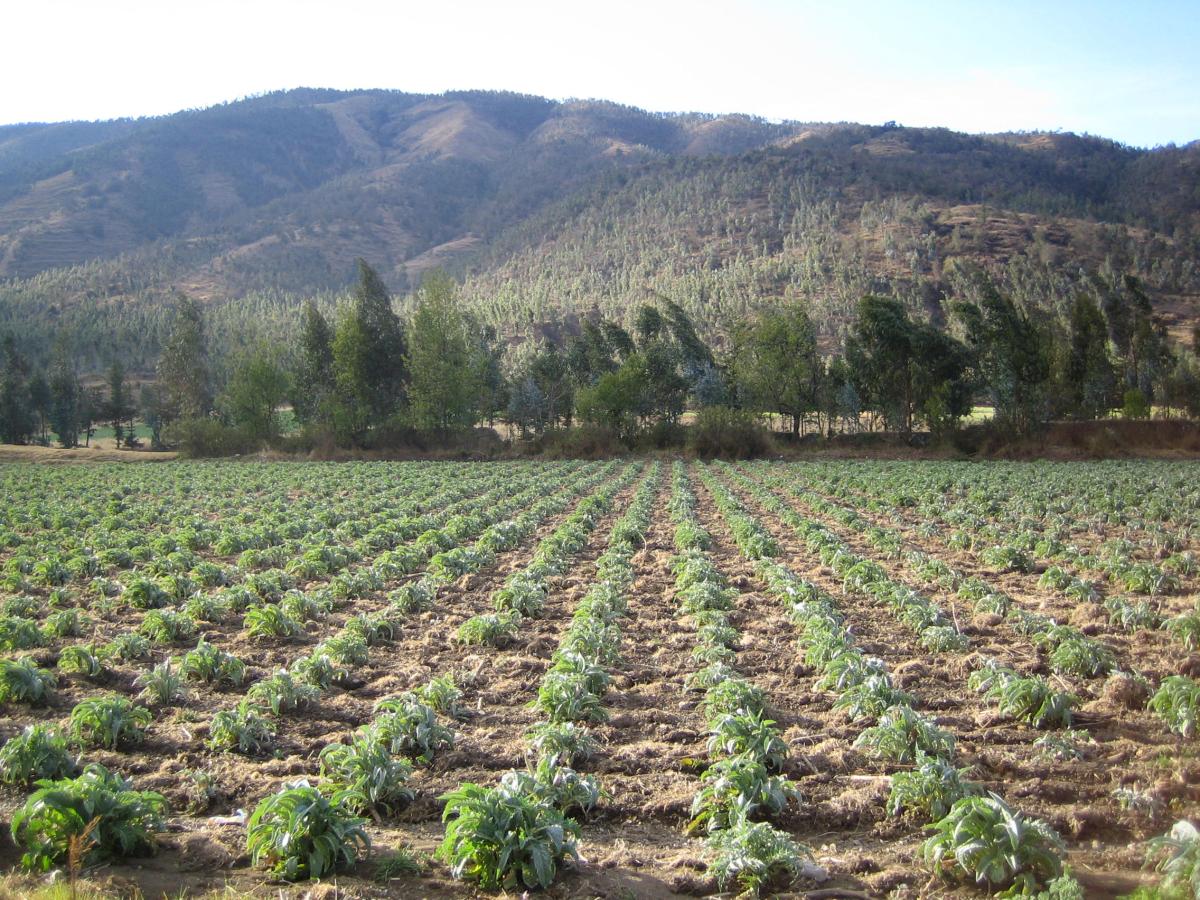 Shot of crops on a farm just outside of Huancayo, with a mountain range in the background