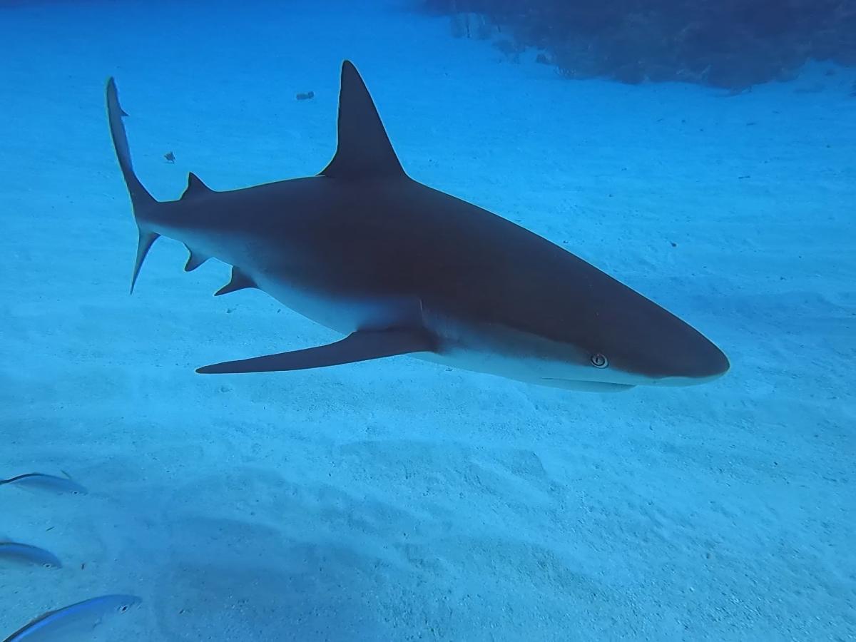 Close-up of a shark in the water