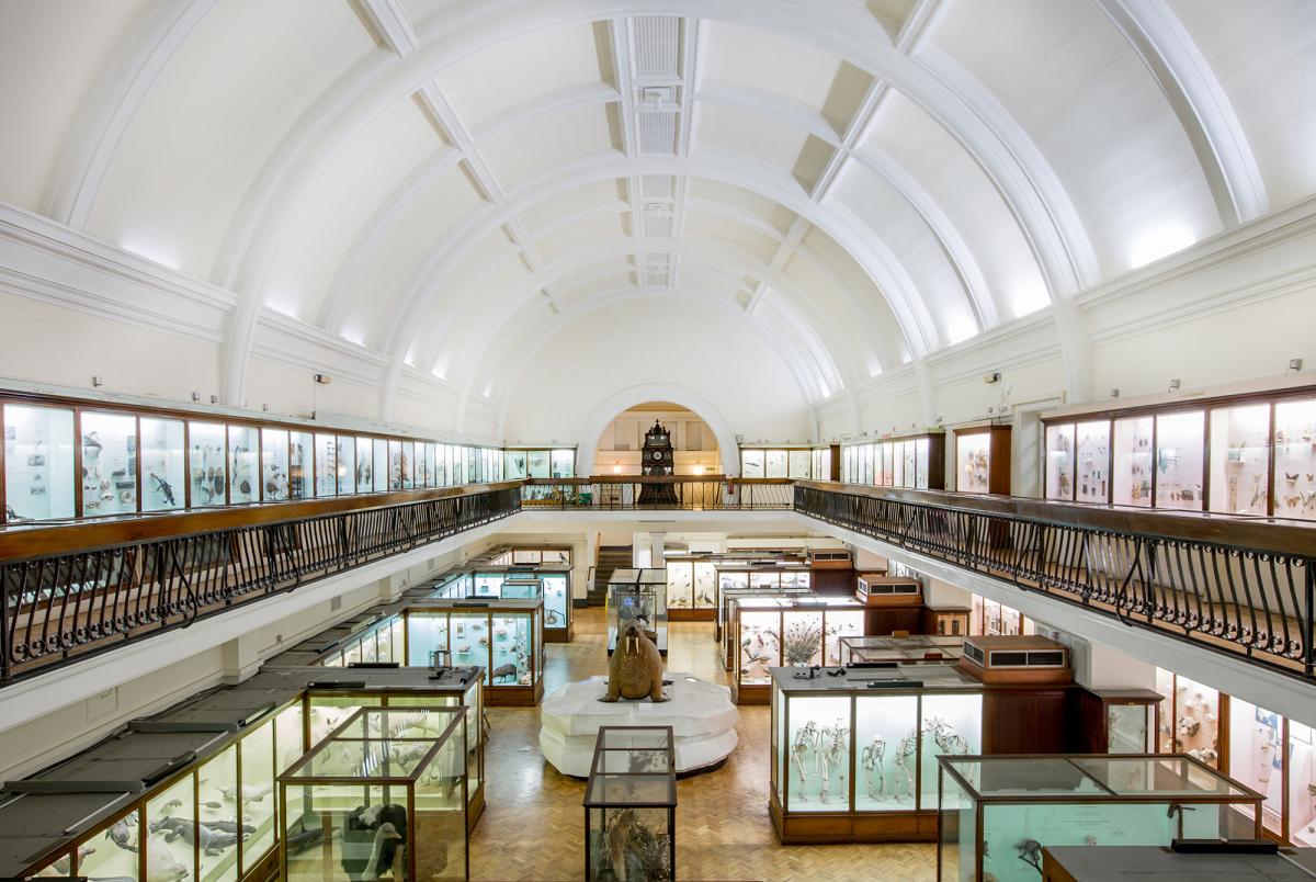 Wide-angle shot of interior of Horniman Museum showing natural history exhibits and a domed ceiling