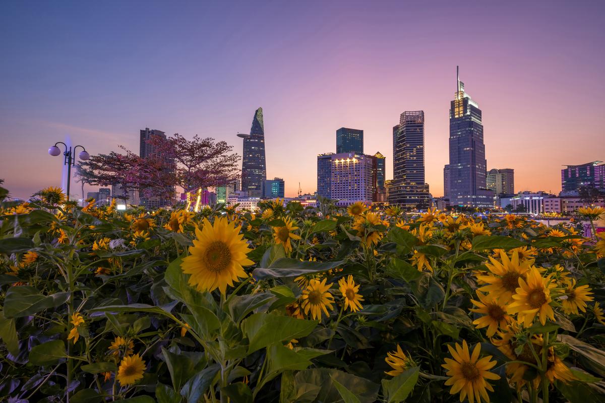 Wide-angle shot of Thu Duc with skyscrapers in the background and sunflowers in the foreground