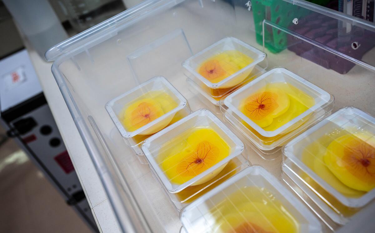 Multiple petri dishes with chicken eggs