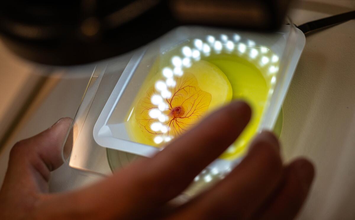 Close-up of a petri dish containing a chicken egg