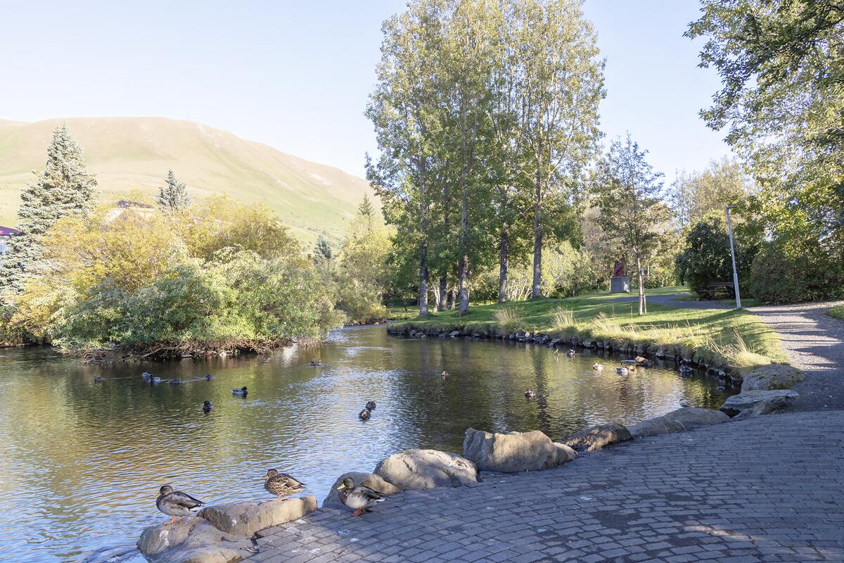 The pond in Húsavík's local park