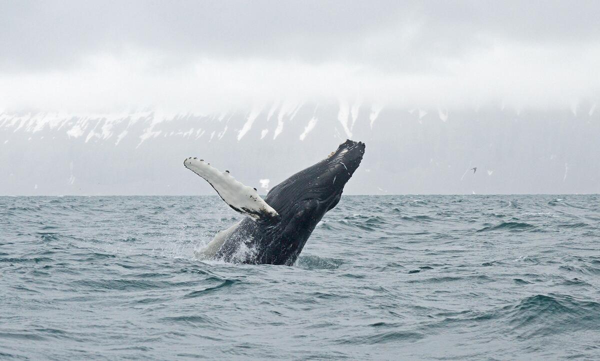 A humpback whale breaching in Skjálfandi Bay, Húsavík