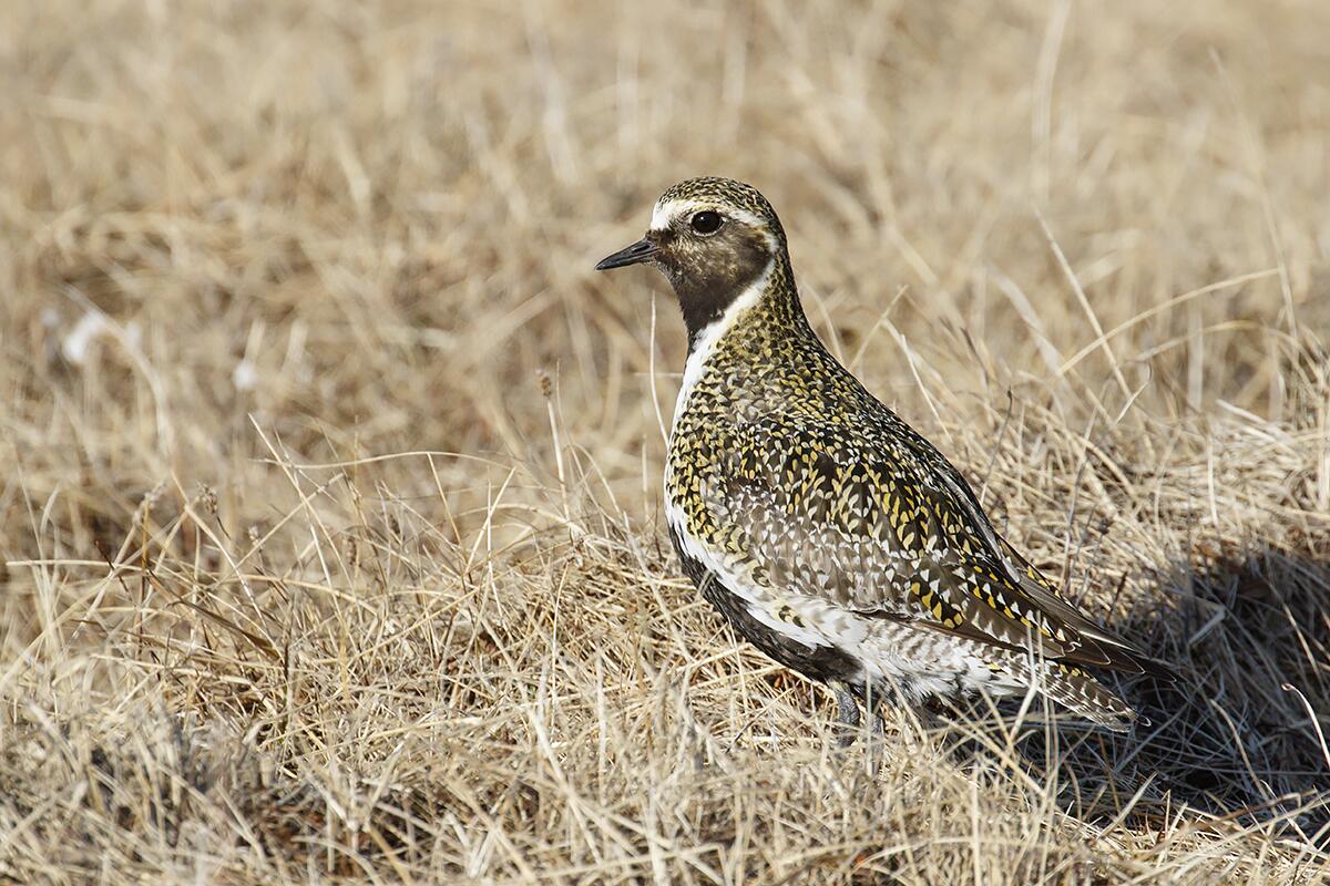 Close-up of the European golden plover standing in the grass