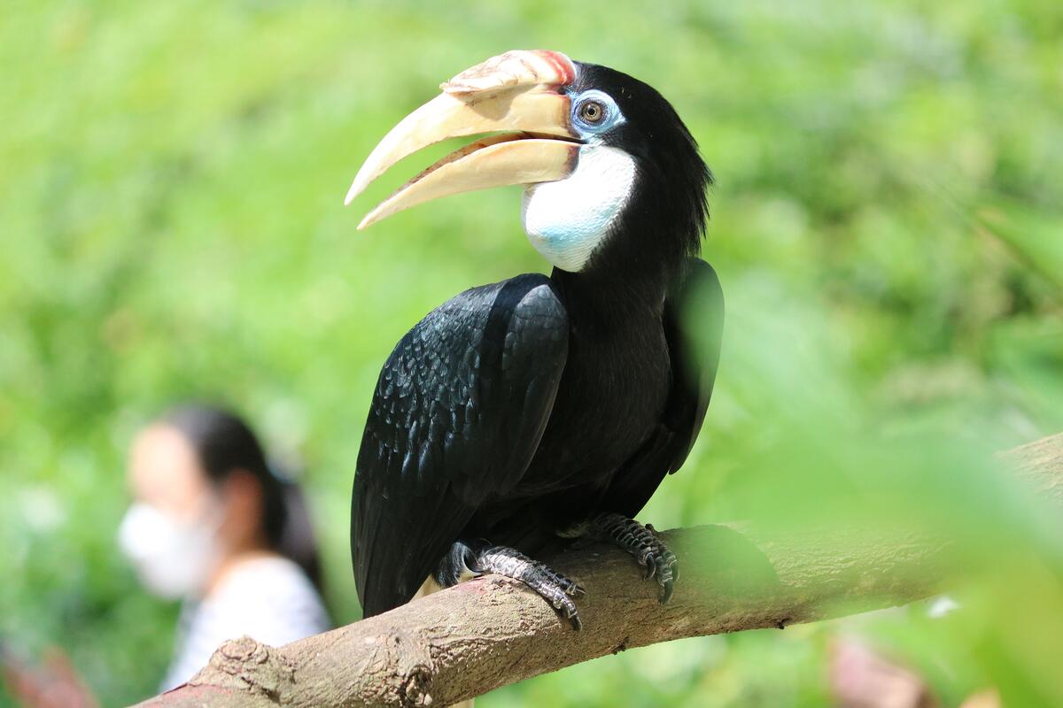 A close-up shot of a hornbill