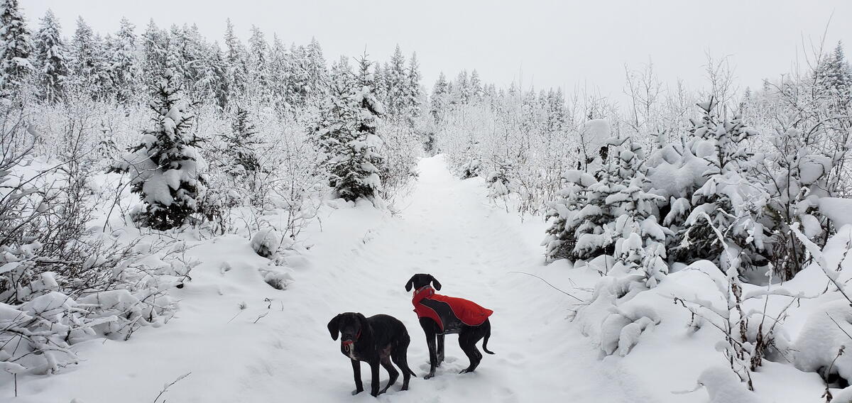A snowy vista with trees in the background and two dogs in the foreground