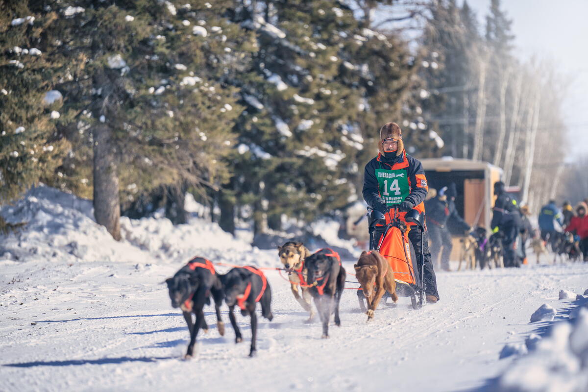 A professional musher runs a team of dogs in the annual Thebacha Sled Dog Race