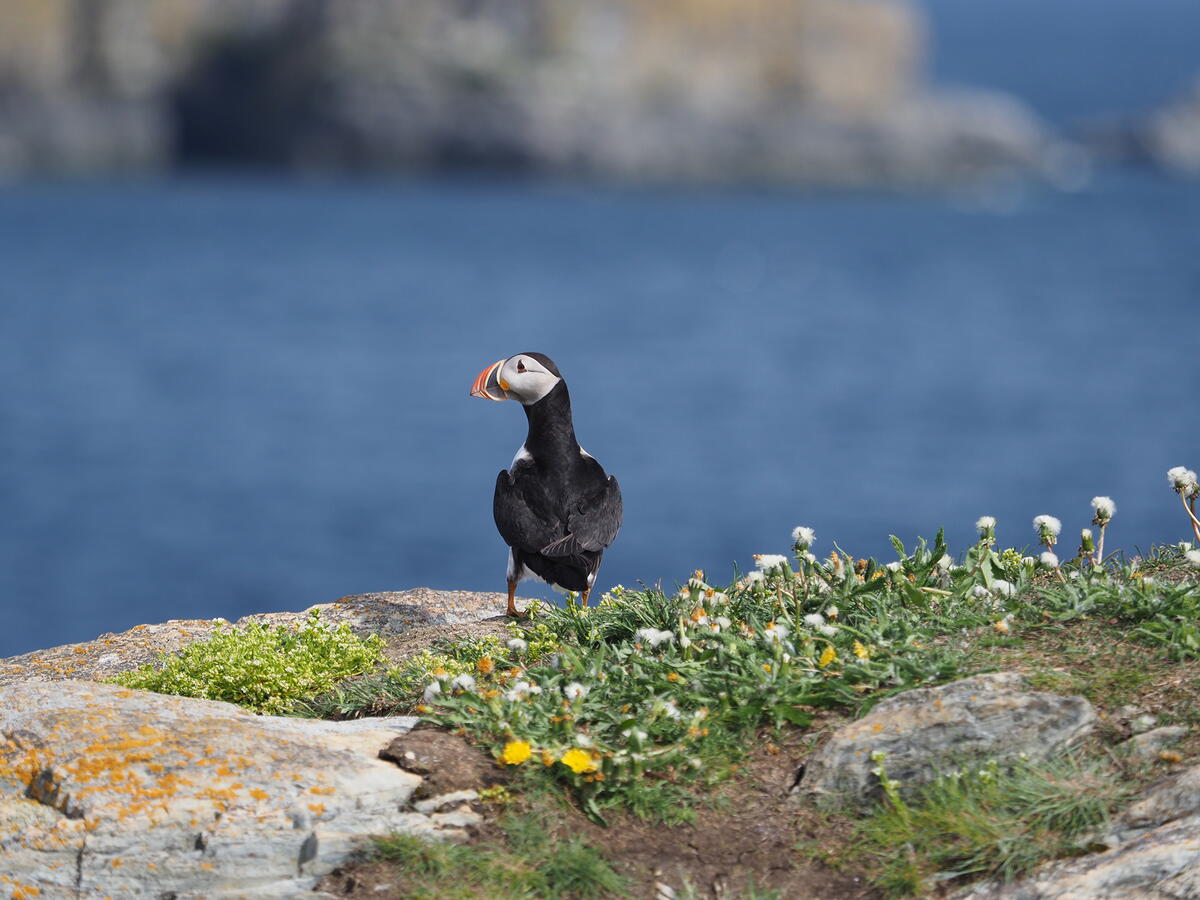 A puffin on rocky terrain with water in the backdrop