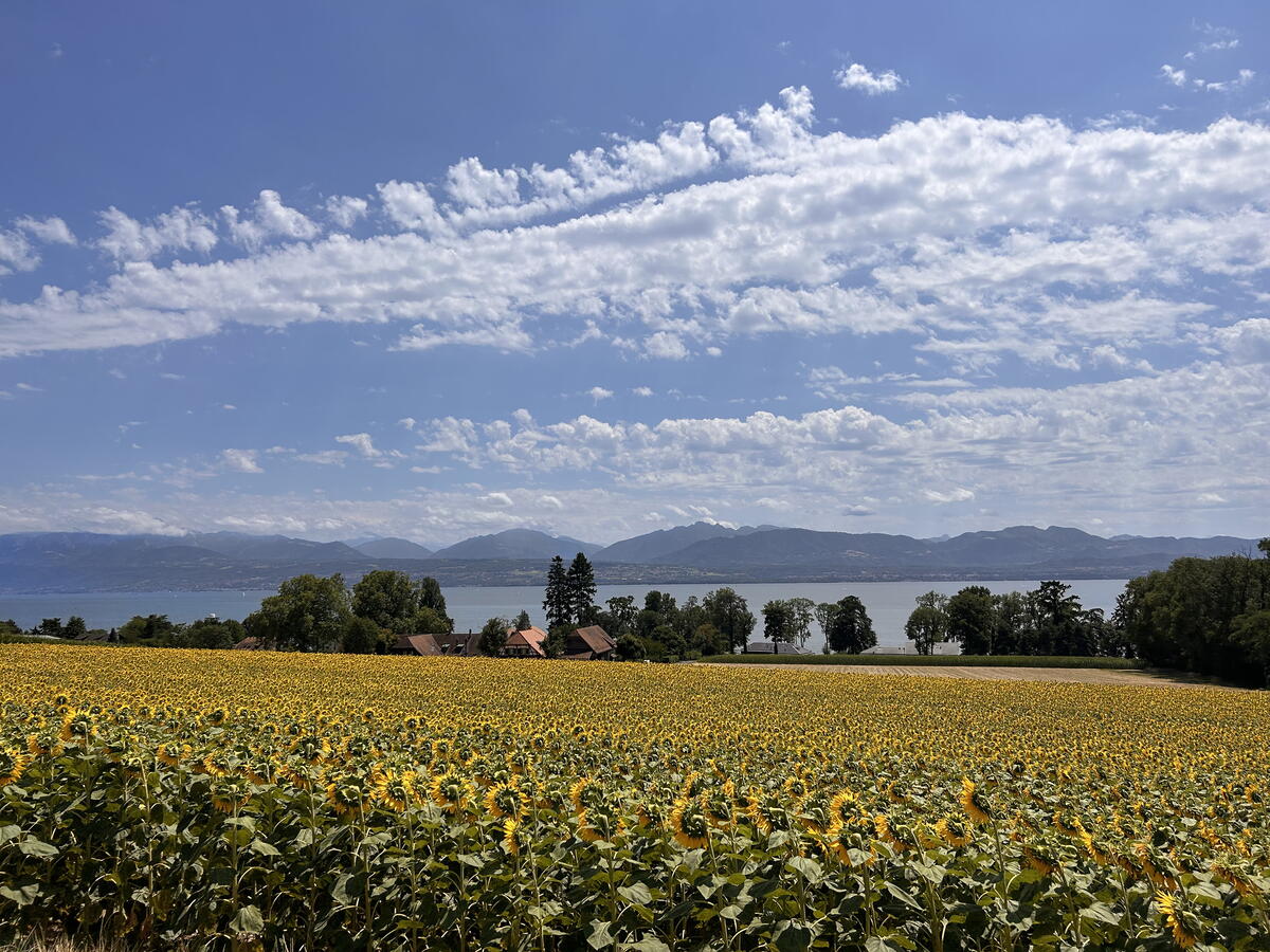 A panoramic shot of the Genevan countryside, showing a field of sunflowers in the foreground, and mountains and lakes in the background.
