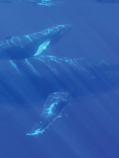 One large whale, with one small whale, swimming in ocean