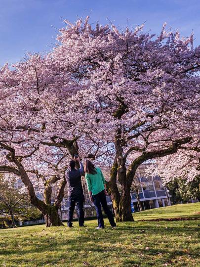 Cherry blossom trees in full bloom on UBC's Vancouver campus