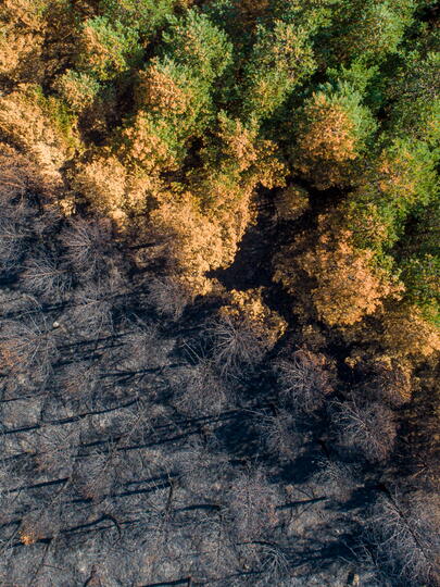 Aerial shot of forest showing a gradient from scorched earth to dry brown trees to healthy green trees