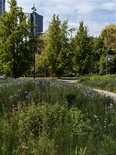 Boulevard with plants and tall grasses