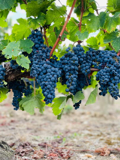 Grapes in a vineyard