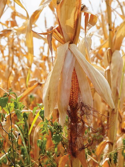 Dried corn husks and corn on stalks in a crop field